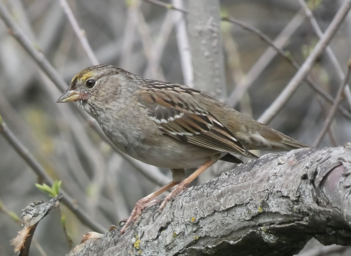 Golden-crowned Sparrow - ML619473380