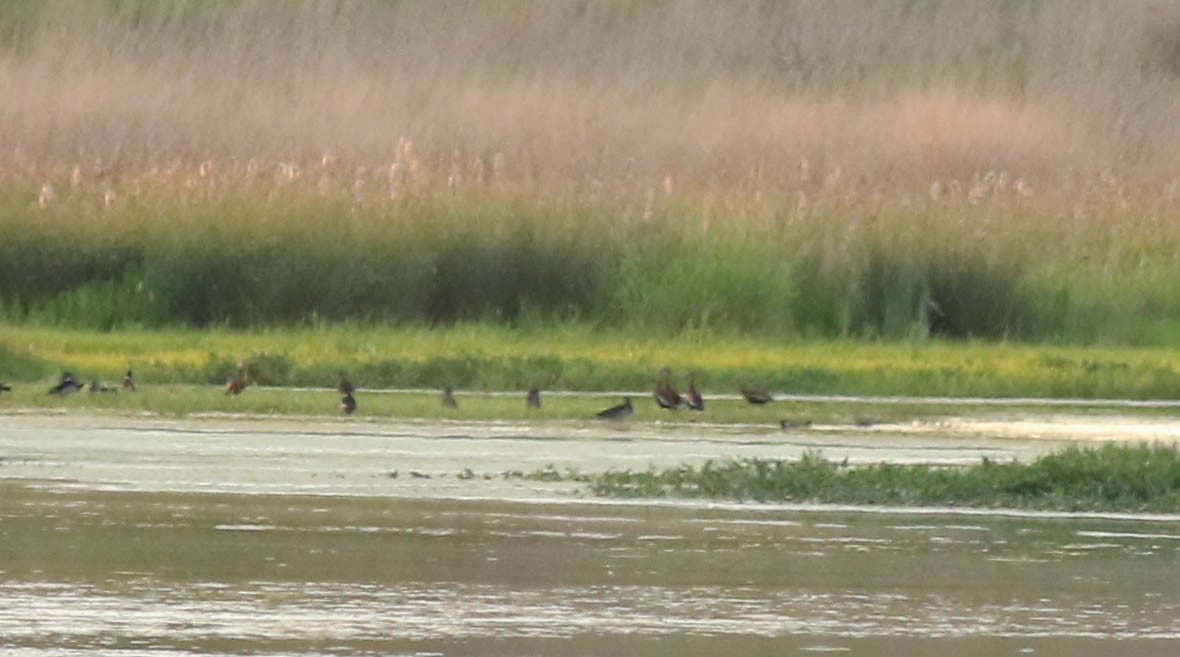 eBird Checklist 22 May 2024 Goose Pond FWA (Please consider using a