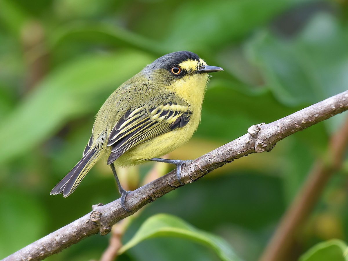 Gray-headed Tody-Flycatcher - Todirostrum poliocephalum - Birds of the ...