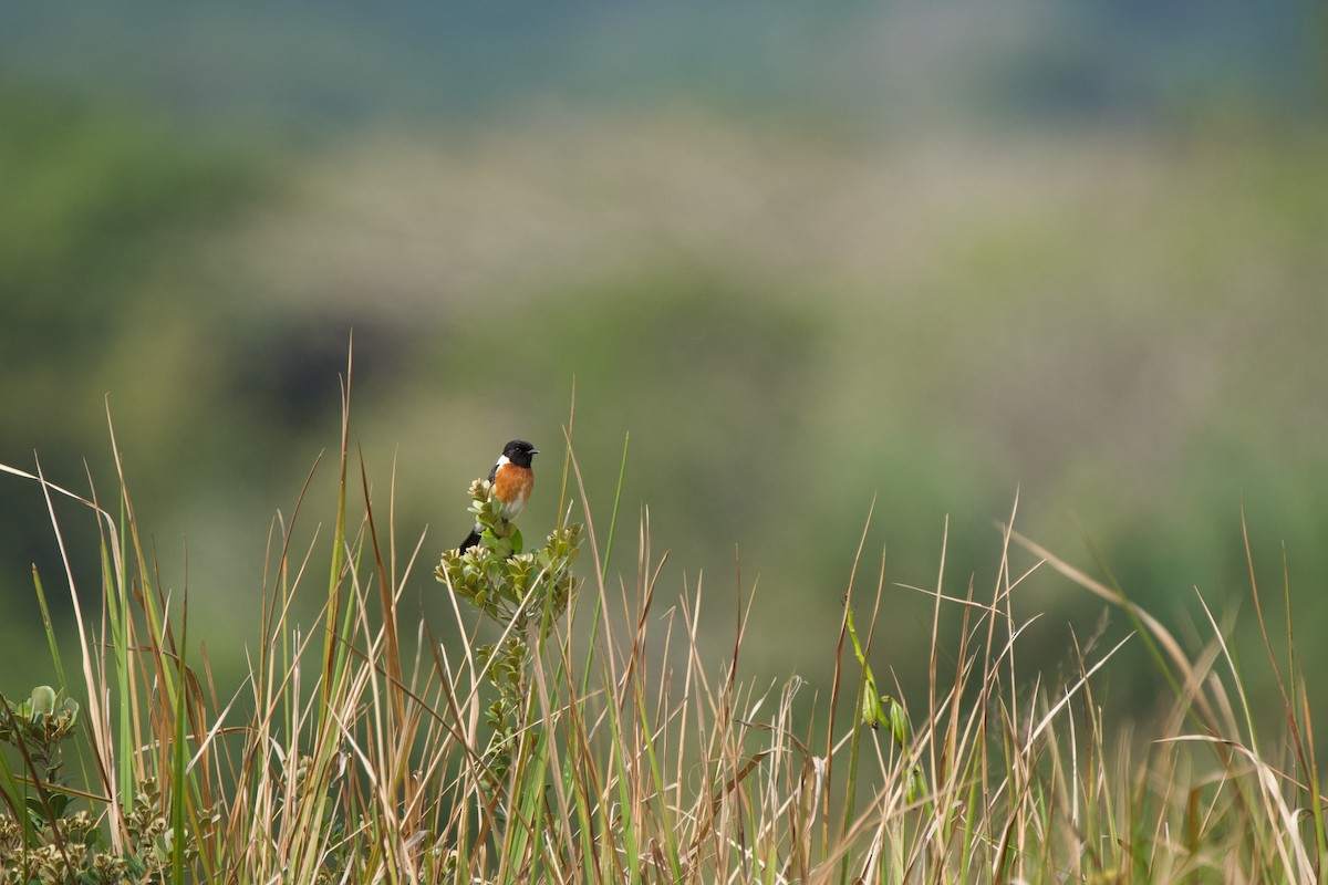 African Stonechat - ML619473399