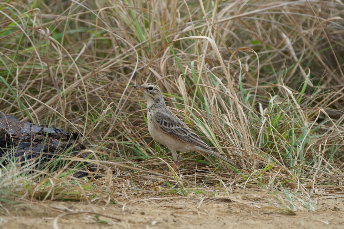 African Pipit - ML619473420