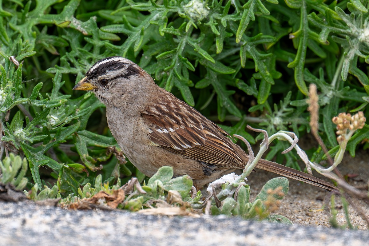 White-crowned Sparrow - ML619473426