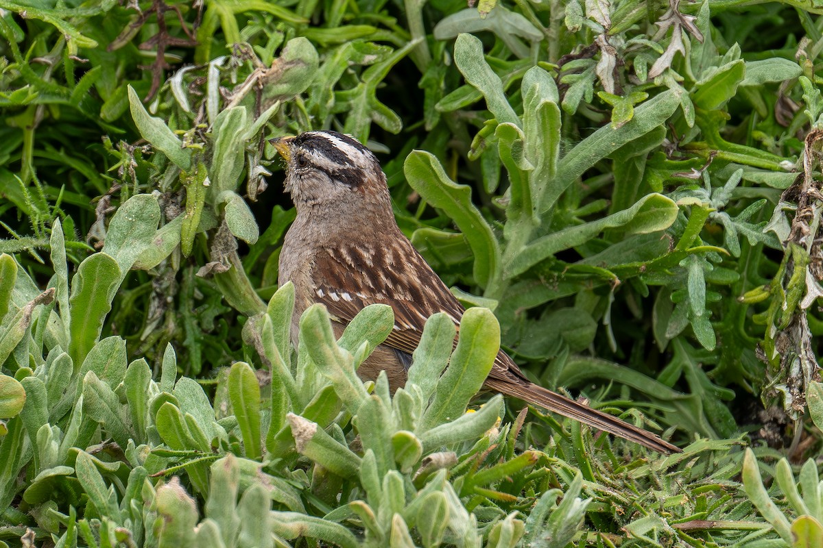 White-crowned Sparrow - ML619473427