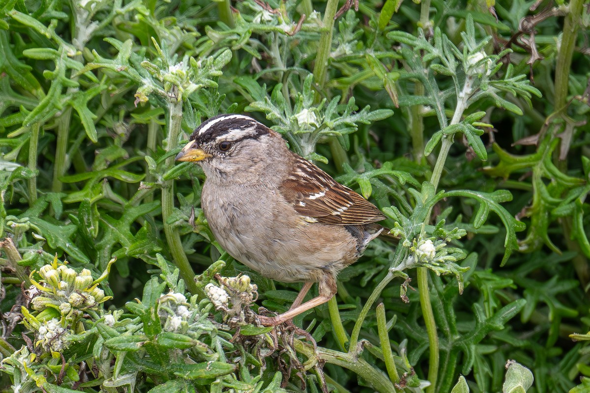 White-crowned Sparrow - ML619473428