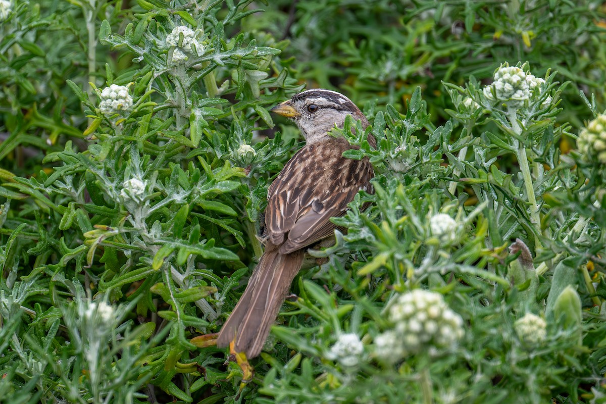 White-crowned Sparrow - ML619473429