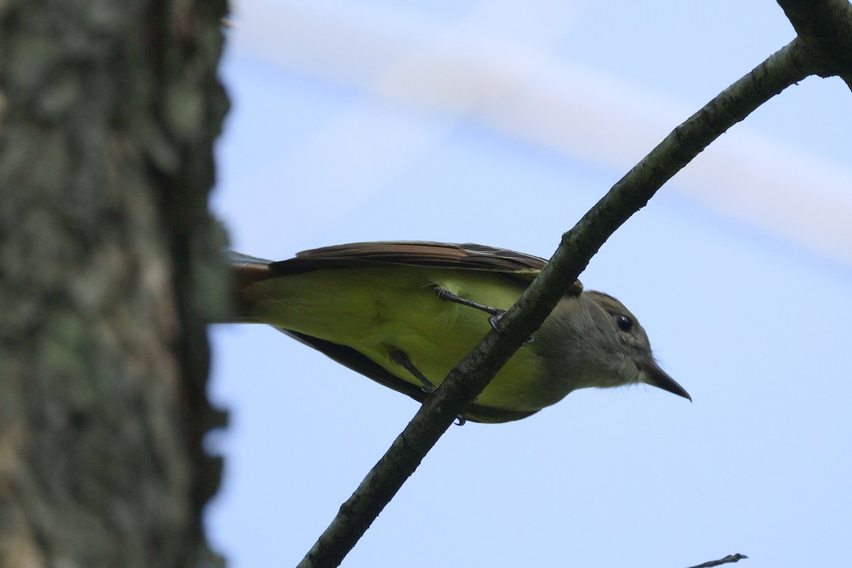 Great Crested Flycatcher - ML619473433