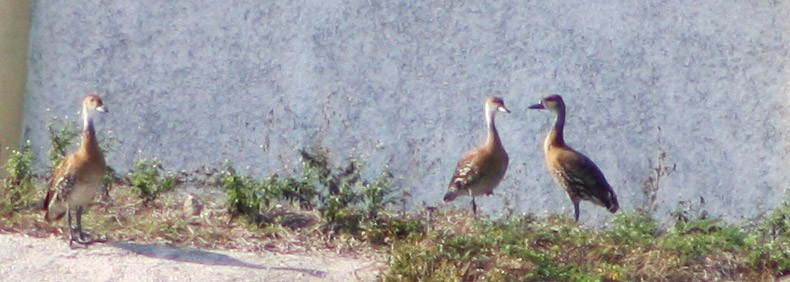 West Indian Whistling-Duck - ML619473435