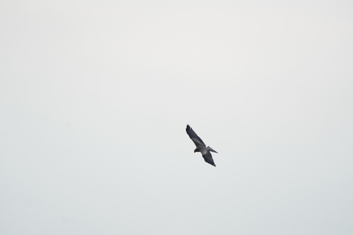 Black Kite - ML619473463
