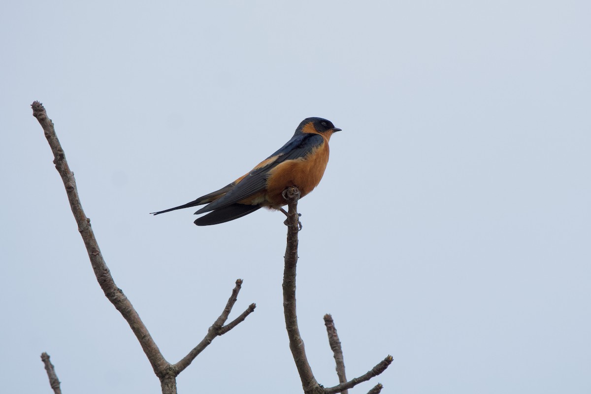 Rufous-chested Swallow - ML619473481