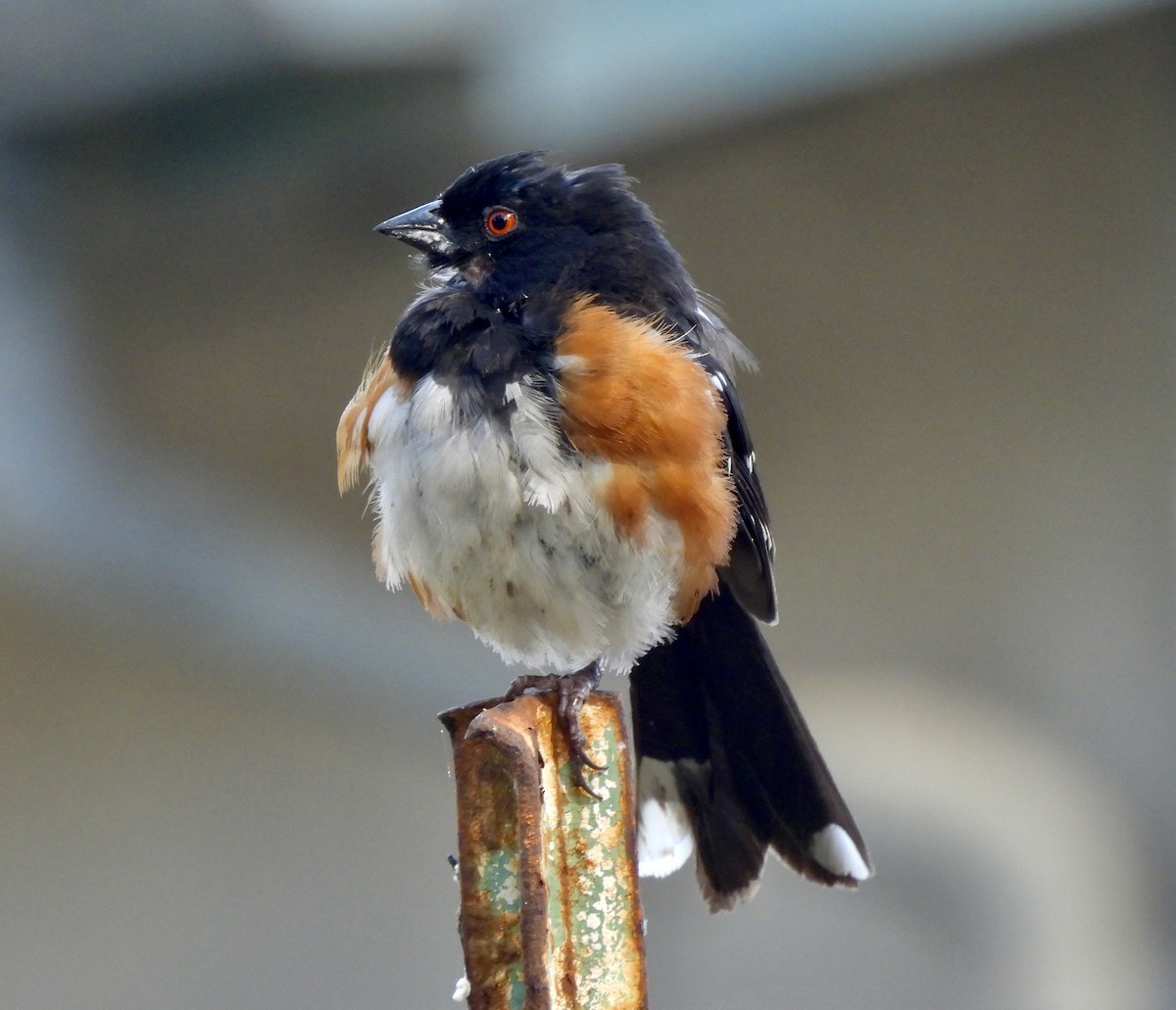 Spotted Towhee - ML619473494