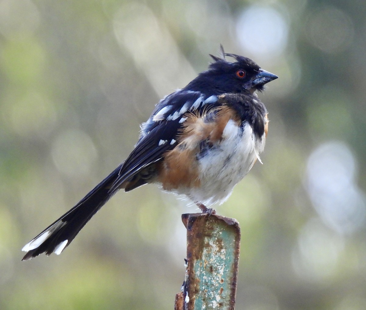Spotted Towhee - ML619473495