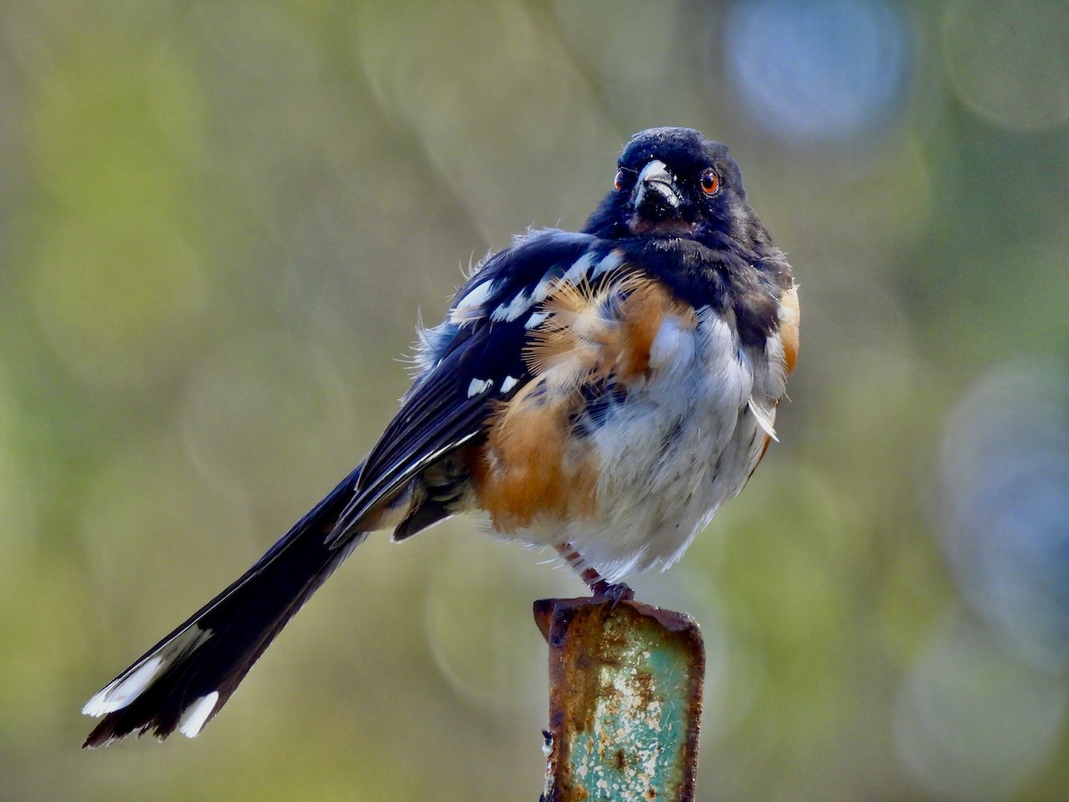 Spotted Towhee - ML619473496