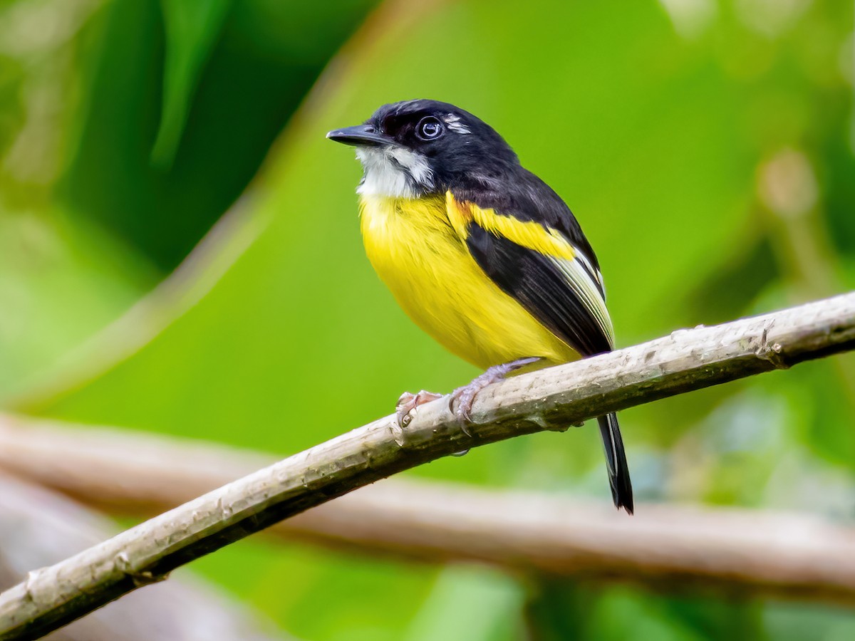 Black-backed Tody-Flycatcher - Poecilotriccus pulchellus - Birds of the ...