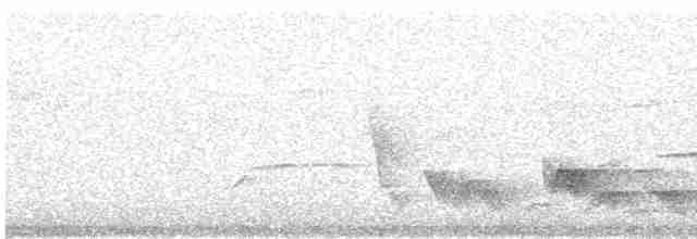Düz Kuyruklu Çıtkuşu - ML619473534