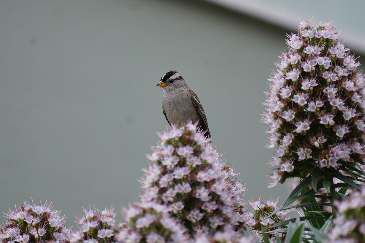 White-crowned Sparrow - ML619473568
