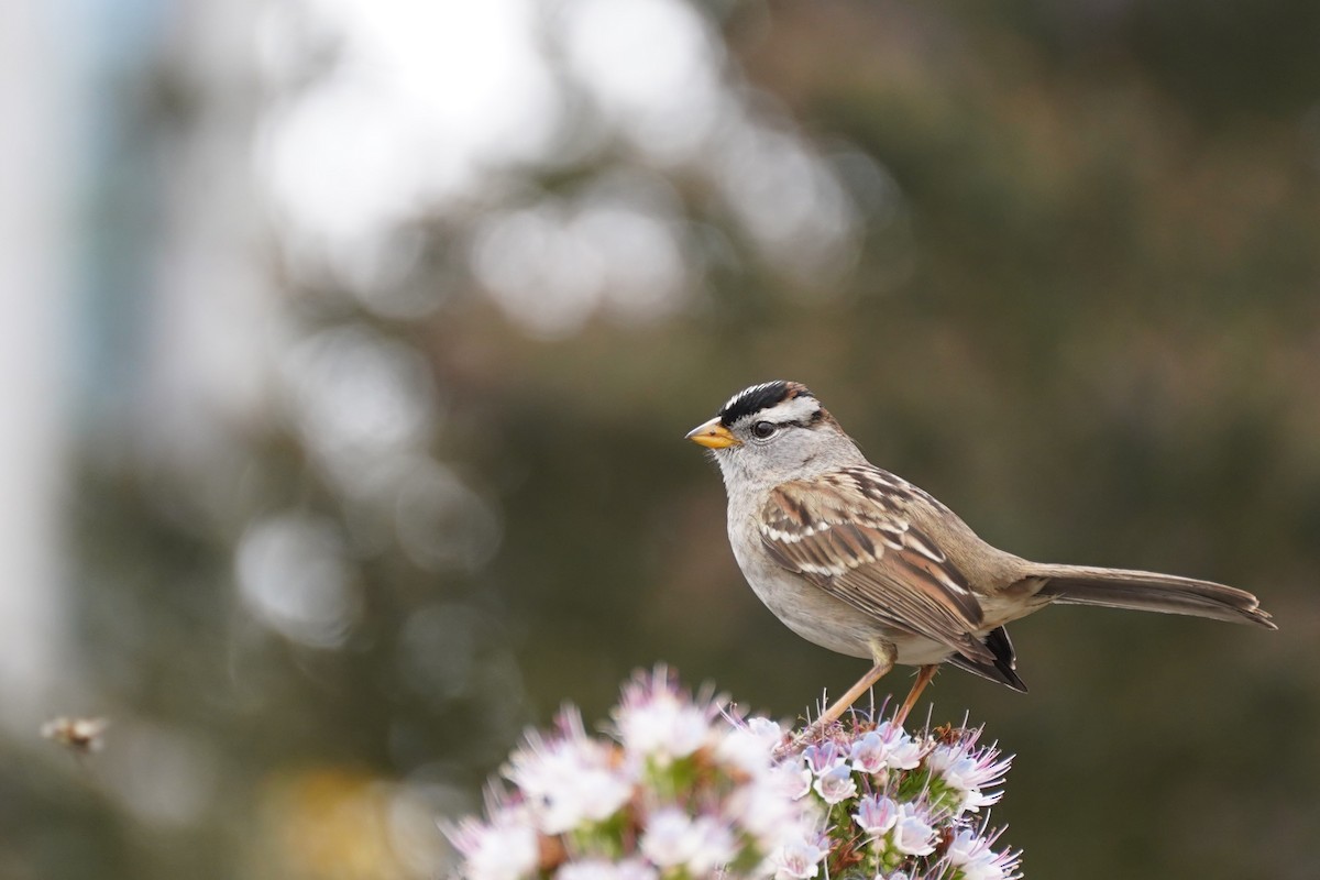 White-crowned Sparrow - ML619473569