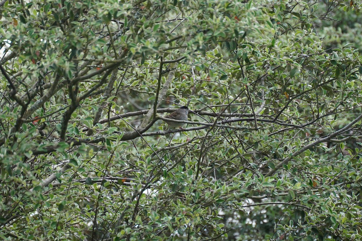 Golden-crowned Sparrow - ML619473571