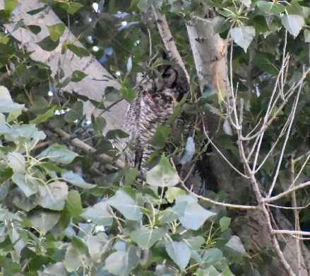 Great Horned Owl - ML619473574