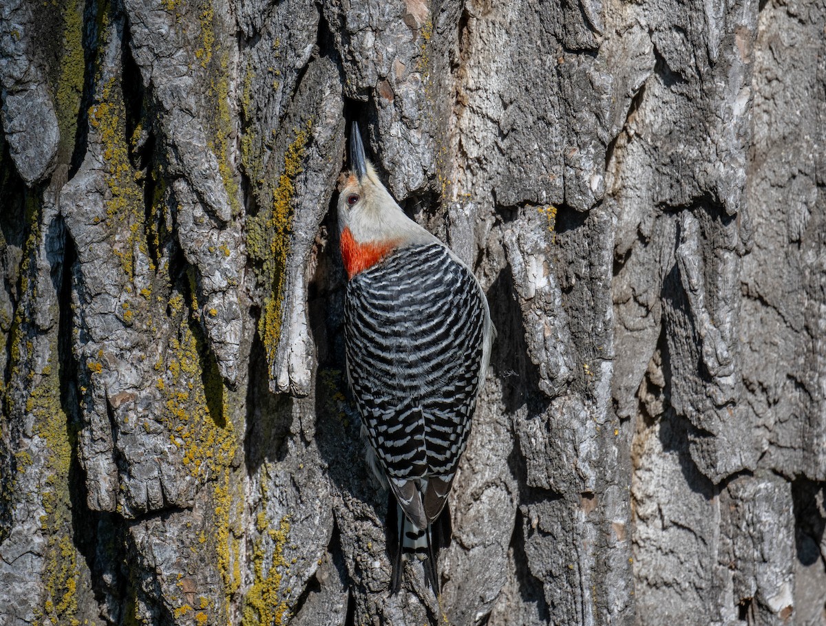 Red-bellied Woodpecker - ML619473596