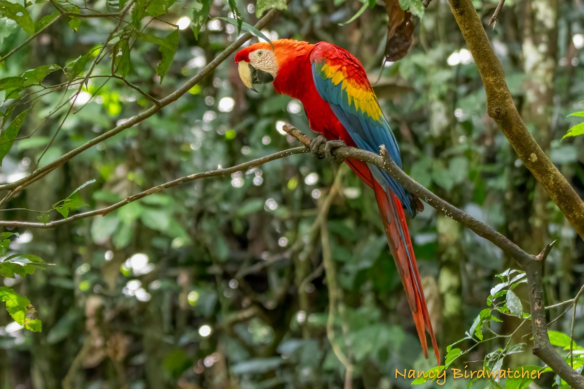 Scarlet Macaw - ML619473606