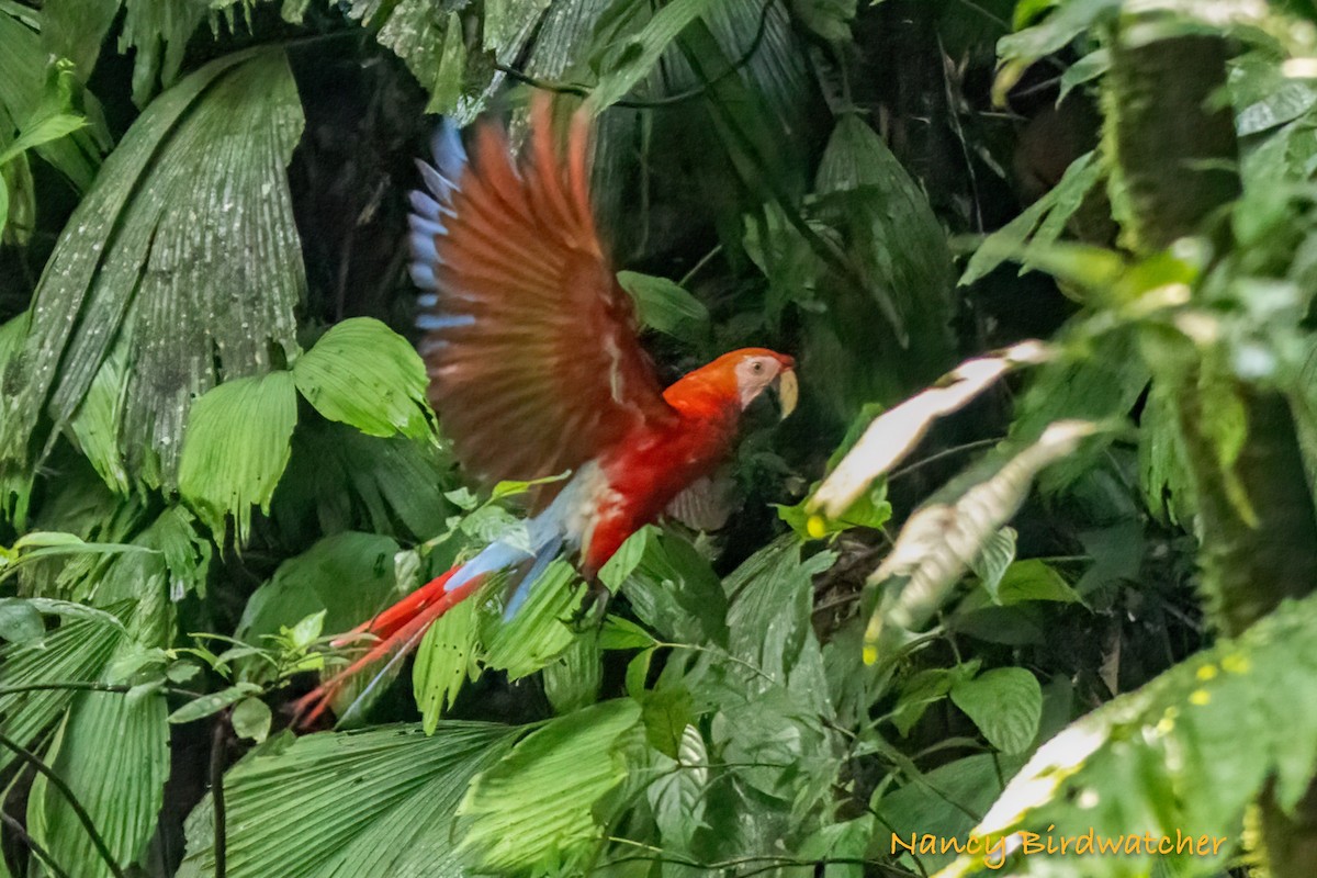 Scarlet Macaw - ML619473607
