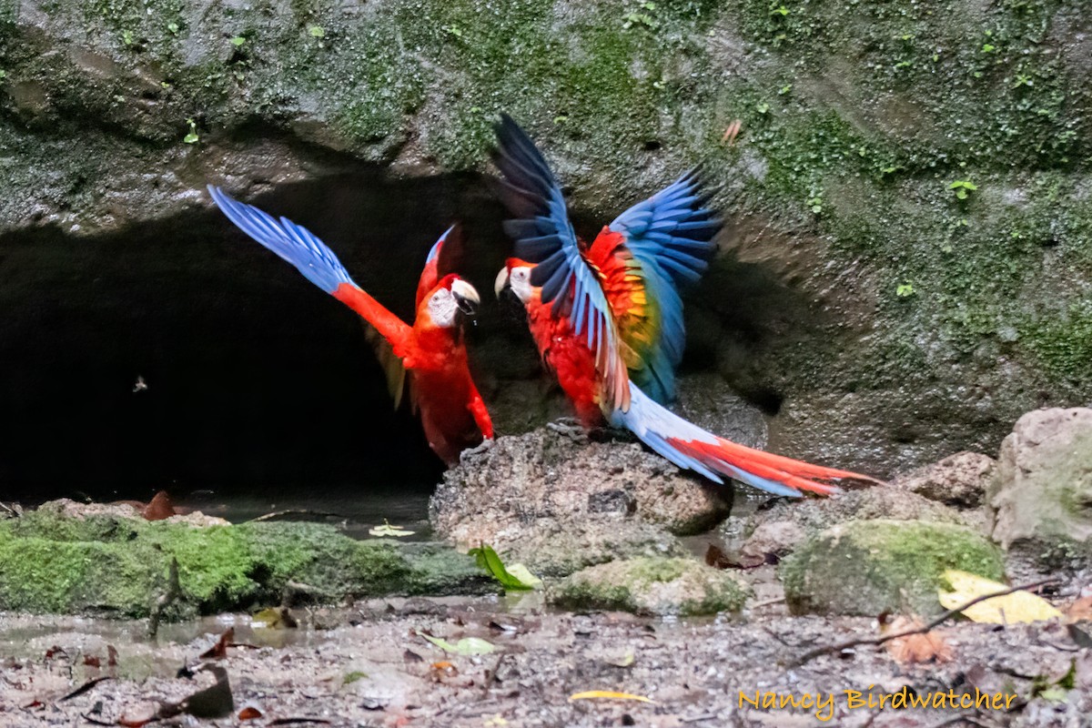 Scarlet Macaw - ML619473608