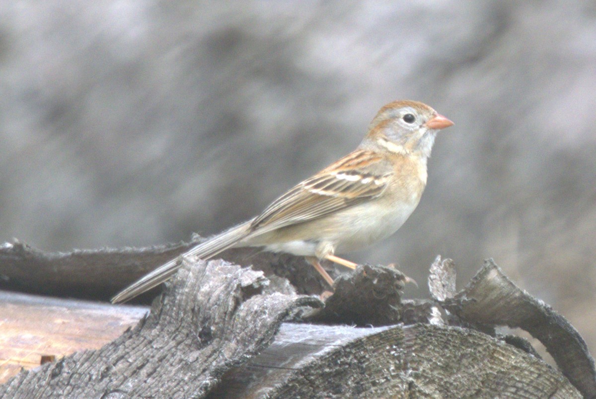 Field Sparrow - ML619473653