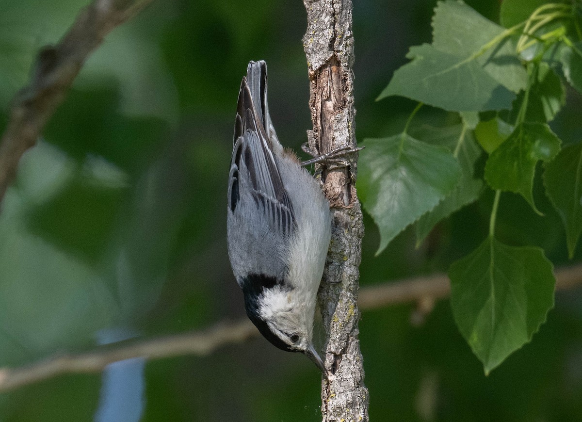 White-breasted Nuthatch - ML619473684