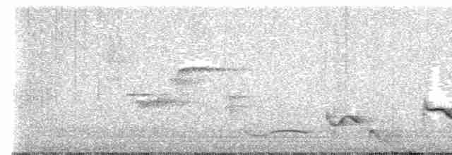 Пересмішник білочеревий - ML619473706