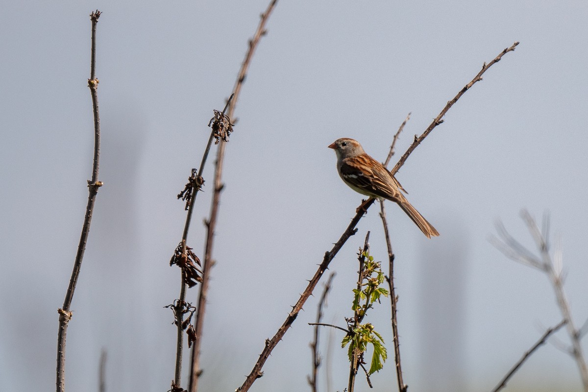 Field Sparrow - ML619473714