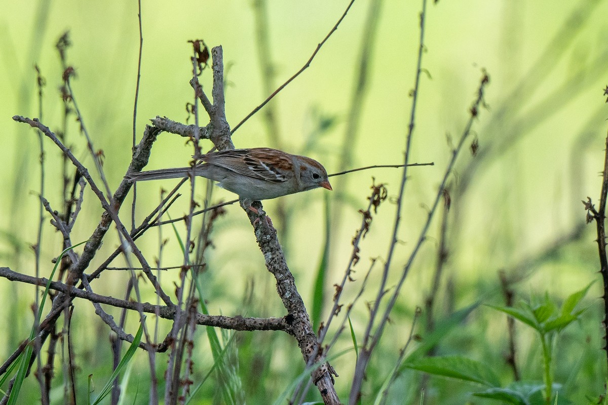 Field Sparrow - ML619473719