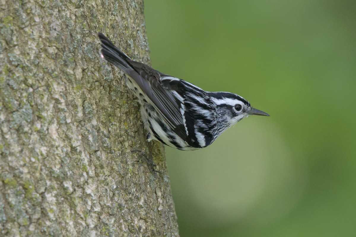 Black-and-white Warbler - ML619473745