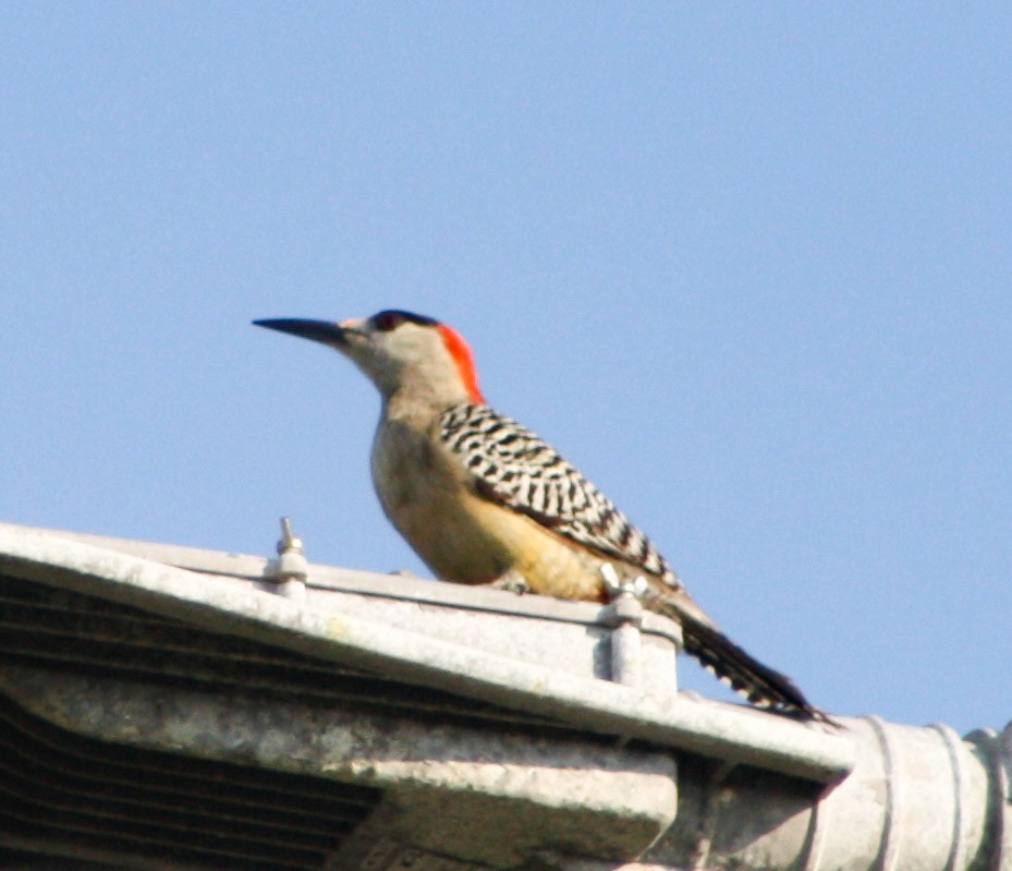 West Indian Woodpecker - ML619473802