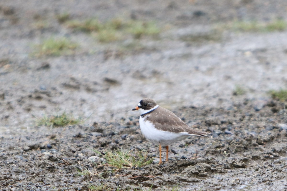 Semipalmated Plover - ML619473826