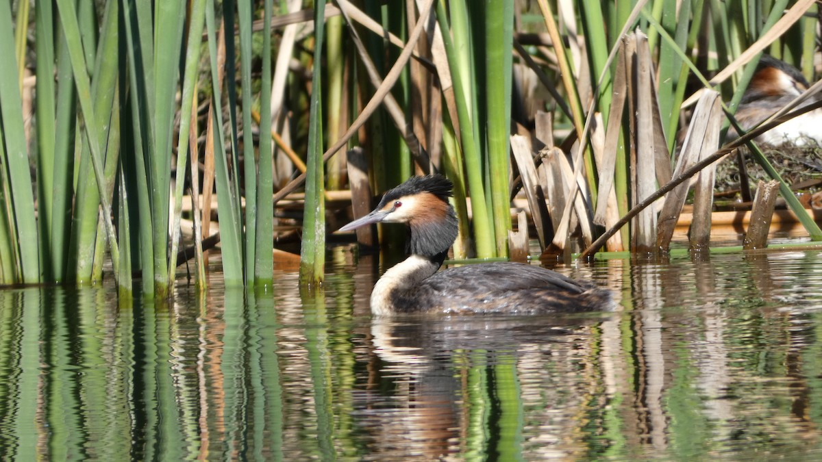 Great Crested Grebe - ML619473914