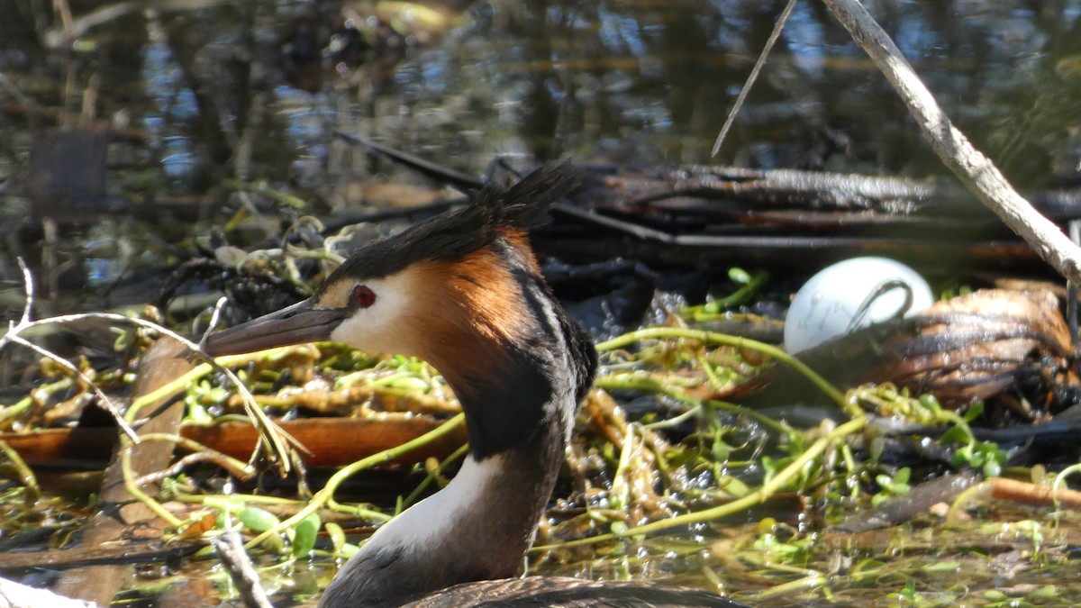 Great Crested Grebe - ML619473915