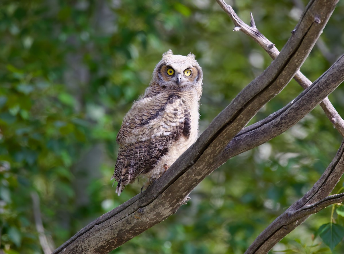 Great Horned Owl - ML619473979