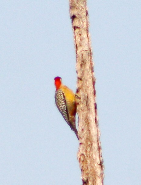 West Indian Woodpecker - ML619473998