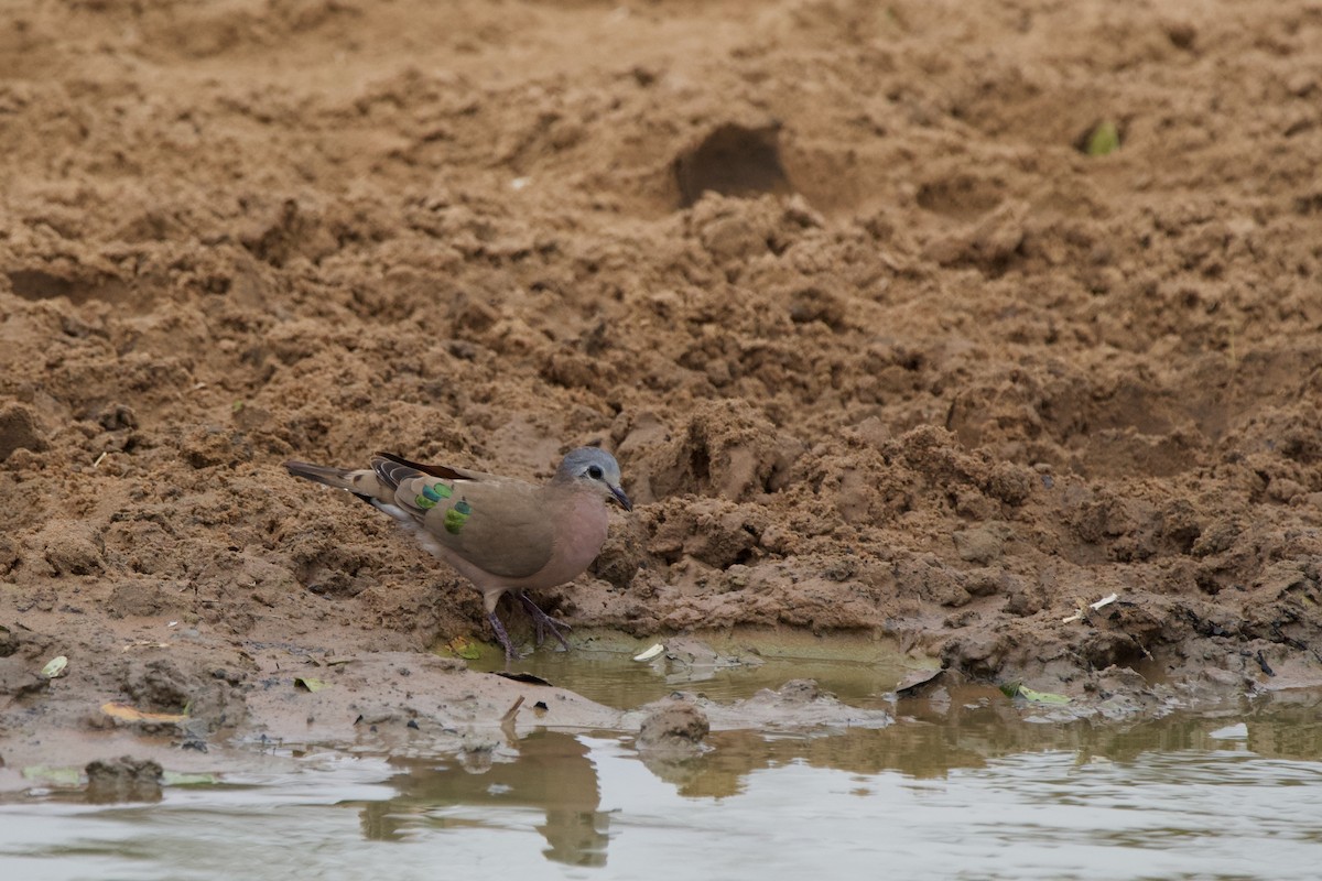 Emerald-spotted Wood-Dove - ML619474023