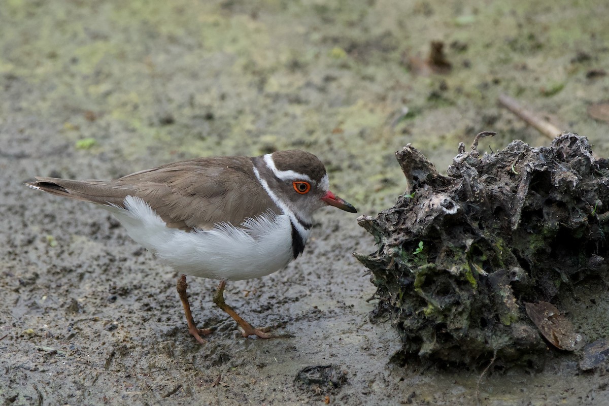Three-banded Plover - ML619474049