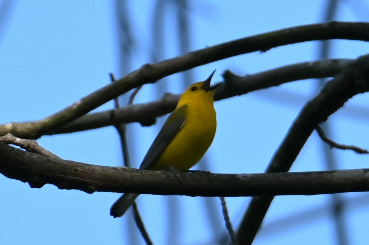 Prothonotary Warbler - ML619474052