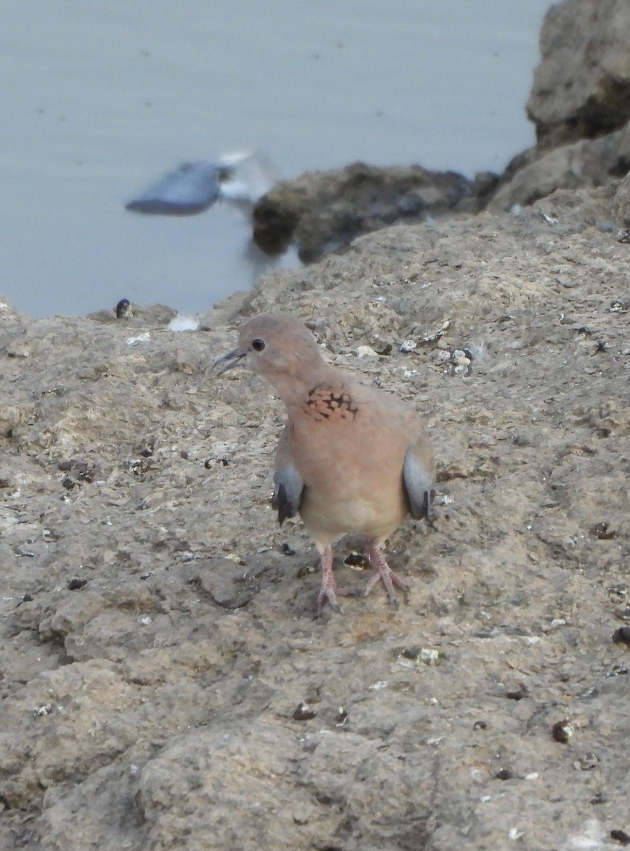 Laughing Dove - ML619474068