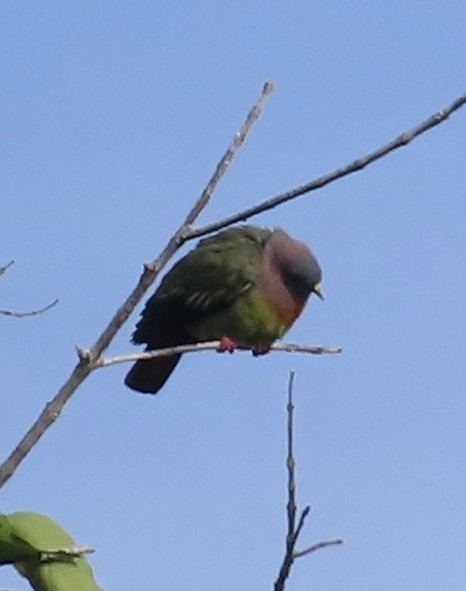 Розовошейный зелёный голубь - ML619474108