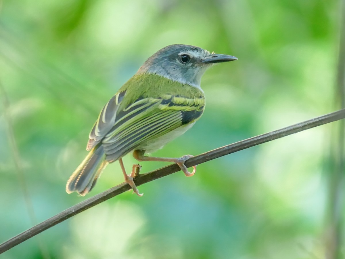 脚付きシエッポ　FLYCATCHER w.foot SIEPPO 脚付きシエッポ FLYCATCHER w.foot SIEPPO Wee-eep!': Hear this