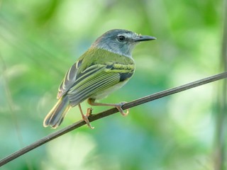  - Slate-headed Tody-Flycatcher