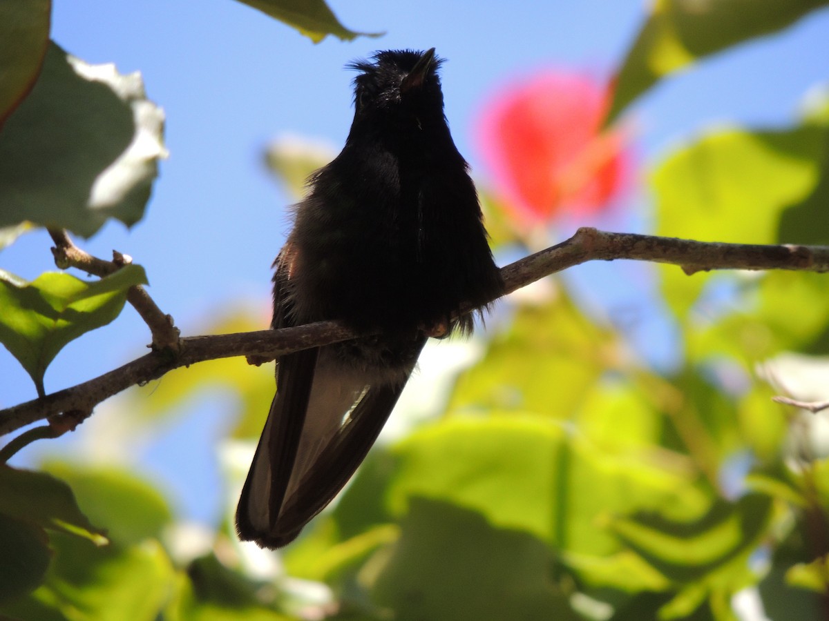 Black-bellied Hummingbird - ML619474128
