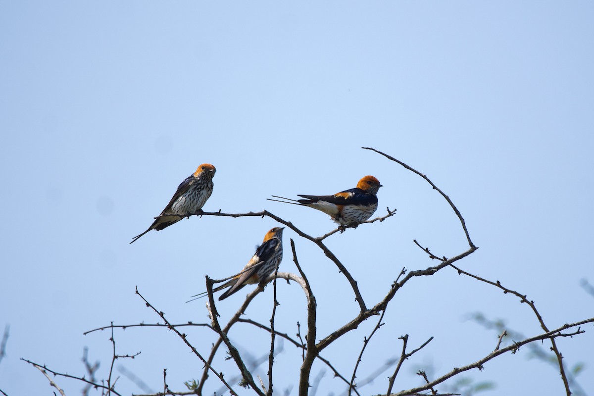 Greater Striped Swallow - ML619474165
