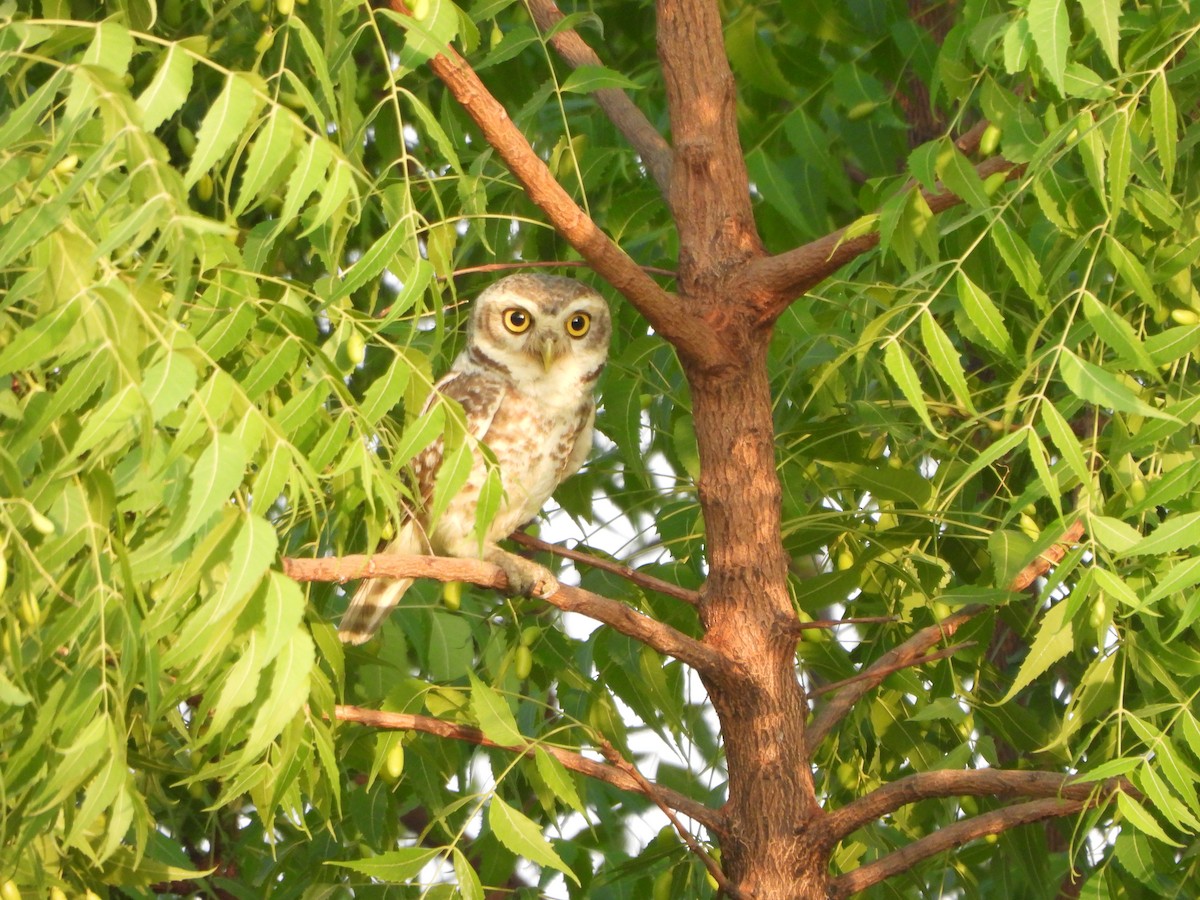 Spotted Owlet - ML619474185