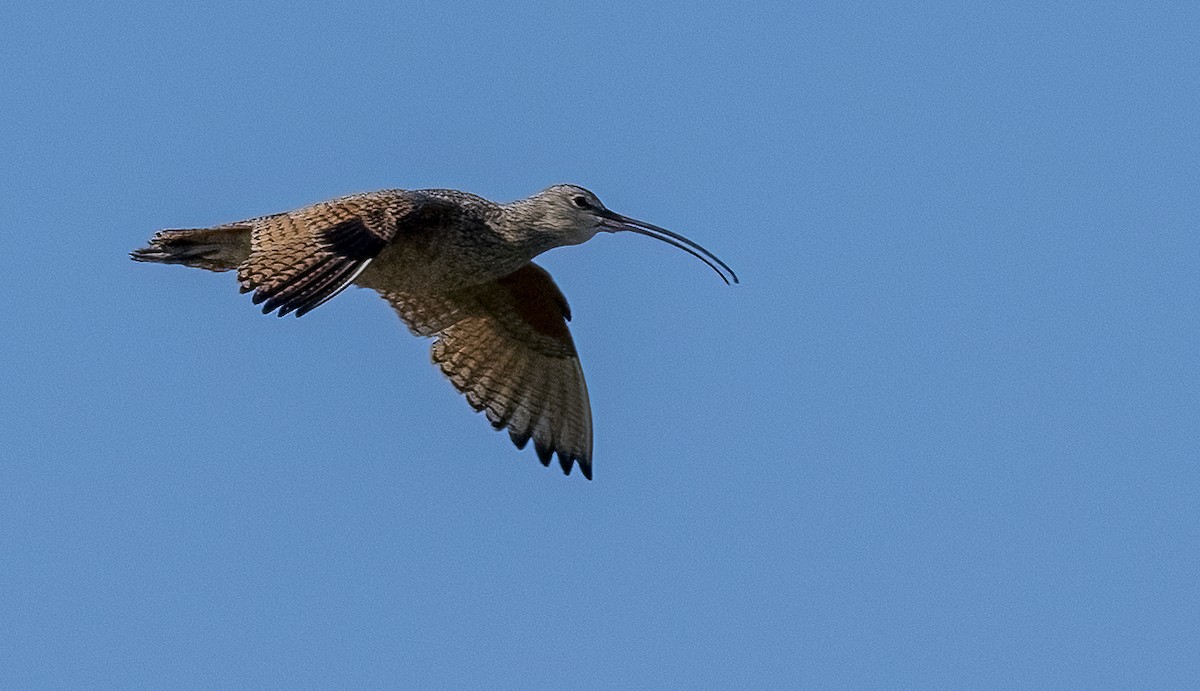 Long-billed Curlew - ML619474196