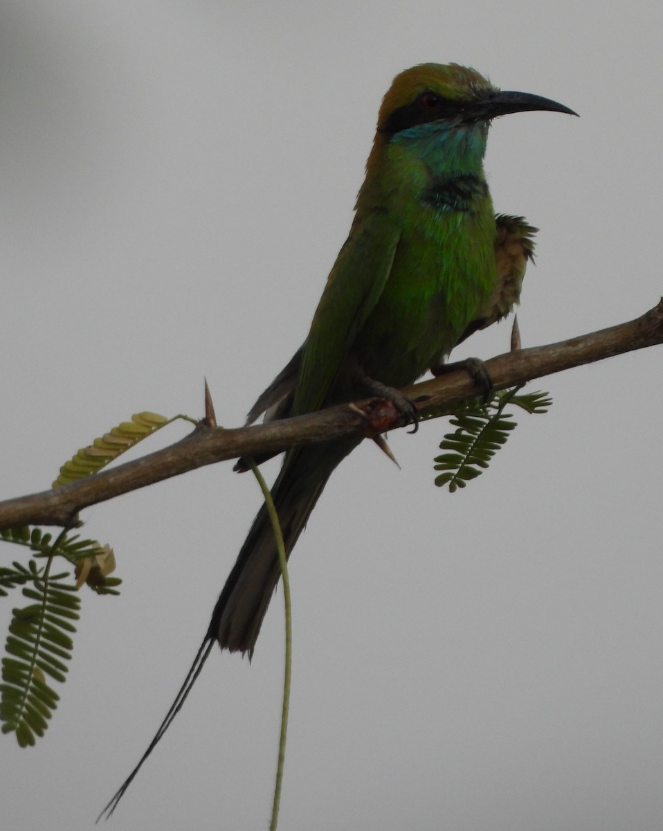 Asian Green Bee-eater - ML619474199